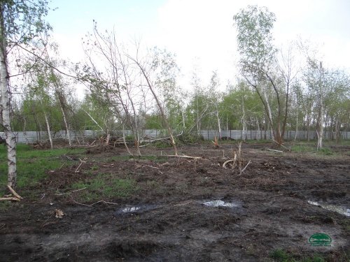 Уничтожение деревьев на территории стройки